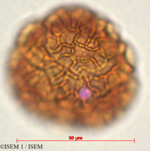 ISEM 1/Passiflora_cumbalensis_29330/Passiflora_cumbalensis_29330_0001(copy)_thumb.jpg